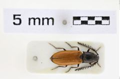 Foto (Dorsalansicht) von Anostirus haemapterus (NHMW-ZOO-COL-0008654)